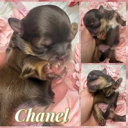 Chanel - Liver and white female Shih Tzu puppy in Coolidge, Arizona from Shih Tzu’s  ‘N’ Love