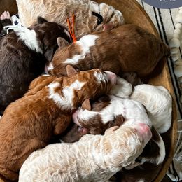 Aussiedoodles, Australian Shepherds, Double Doodles, Maremma Sheepdogs, and Poodles from White Star Acres