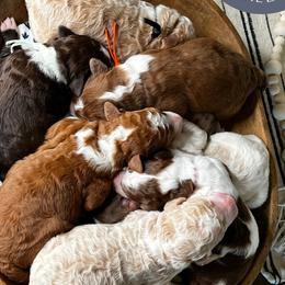 Aussiedoodles, Australian Shepherds, Double Doodles, Maremma Sheepdogs, and Poodles from White Star Acres