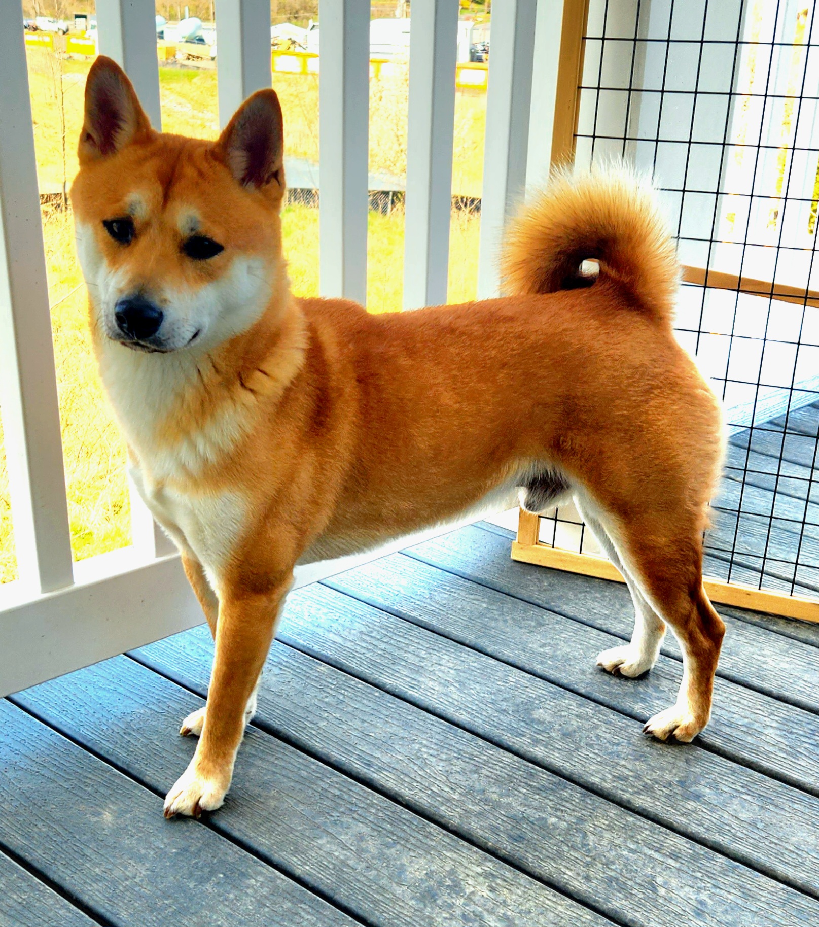 Shiba Inu from Grijalva Shibas