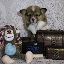 Gilgy - Sable male Pembroke Welsh Corgi puppy in Purcellville, Virginia from Rhone River Farm Pembroke Welsh Corgis