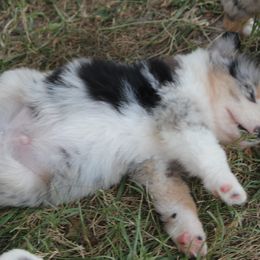 Australian Shepherd Puppies from Westrip Angus & Aussies