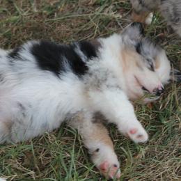 Australian Shepherd Puppies from Westrip Angus & Aussies
