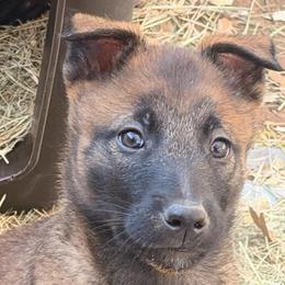 Spunky, Fun and Confident Female - Fawn sable female Belgian Malinois puppy in Columbia, South Carolina from Kaizen von Ruach Malinois