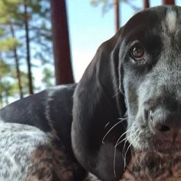 Bluetick Coonhounds and Griffon Bleu de Gascognes from Holcomb's Hounds