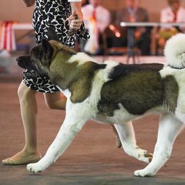 Akita from DeZaVu Akitas