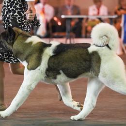 Akita from DeZaVu Akitas