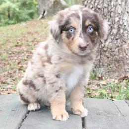 Chipotle - Red merle male Australian Shepherd puppy in Macon, Georgia from Shaina’s Shepherds