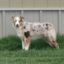 Millie - Australian Shepherd