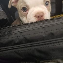 Boston Terrier Puppies from Lola’s House of Bostons & Rescue