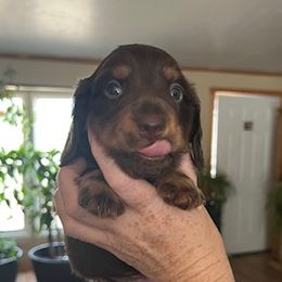 Chocolate and Tan Male - Chocolate and tan male Dachshund puppy in Delta, Colorado from Rose's Dachshunds