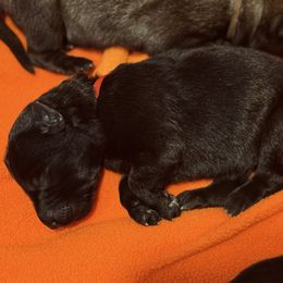 Red-Wicked Witch - Black female German Shepherd puppy in Medical Lake, Washington from Nine Realms German Shepherds