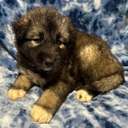 AKC Diesel - Agouti and white male Siberian Husky puppy in Centreville, Maryland from Huskies By the Bay