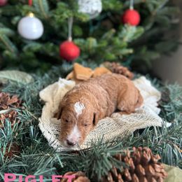 Piglet - Red  female Goldendoodle puppy in Palmetto Bay, Florida from SOMIDOODLES