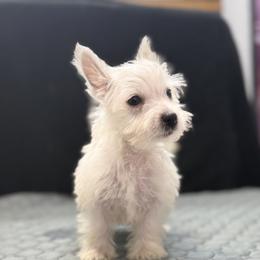Mazie - White female West Highland White Terrier puppy in Bowling Green, Kentucky from Tiffany's Papillons