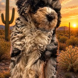 Riley Green - Blue merle male Bernedoodle puppy in Arizona from Coats of Many Colors LLC