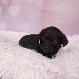Ozzy - Black female Goldendoodle puppy in Rising Sun, Indiana from Ruby Lane Doodles