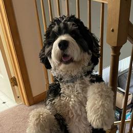 Maggie - Bernedoodle