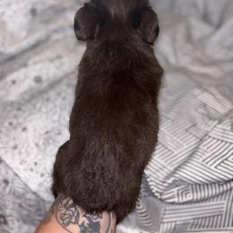Toy Australian Shepherd Puppies from Carlsbad Toy Aussies