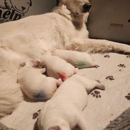 Casey - White male German Shepherd puppy in Fort Jennings, Ohio from Von Holtzapple German shepherds