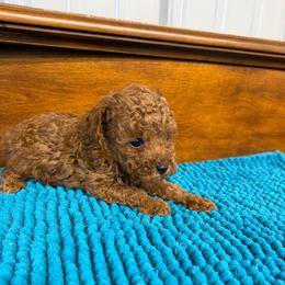Marshall - Red  male Poodle puppy in Lawrenceburg, Tennessee from LUV Poodles and Maltipoos