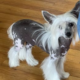 cheech - Chinese Crested
