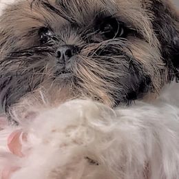 Sushi - Brindle and white female Shorkie puppy in Idaho from Little Rascal Ranch