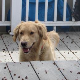 Scarlett - Golden Retriever