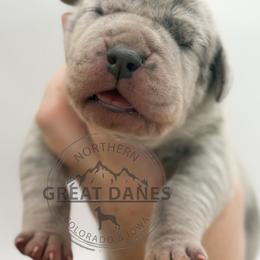 Thelma - Merle female Great Dane puppy in Sac City, Iowa from Northern Great Danes of Colorado & Iowa