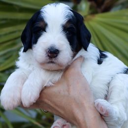 Bernedoodle Puppies from Palm Canyon Bernedoodles