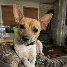Teddy - Rat Terrier