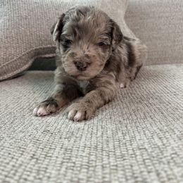 Teddy - Red merle male Aussiedoodle puppy in Tolar, Texas from Massey Ranch