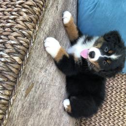Australian Shepherd Puppies from Pine Grove Aussies