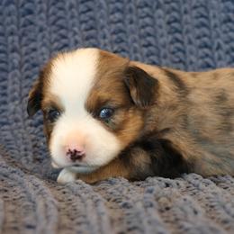 Toy Australian Shepherd puppies from 4C Toy Aussies