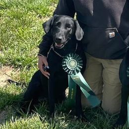 Labrador Retrievers from Retriever Run Labradors