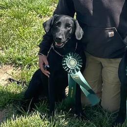Labrador Retrievers from Retriever Run Labradors