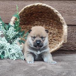 Dusty - Red male Shiba Inu puppy in Clayton, Illinois from Adorable-Puppies