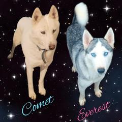 Siberian Husky puppies from Warburton's Heavenly Kennels