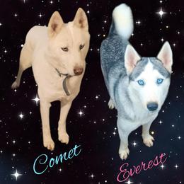 Siberian Husky puppies from Warburton's Heavenly Kennels