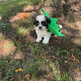 Gio - Brindle and white male Shih Tzu puppy in Lakewood, Ohio from Purelyshihtzupups