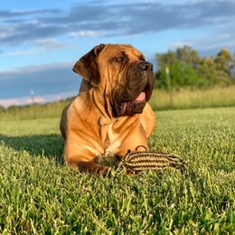 Gunner - Boerboel