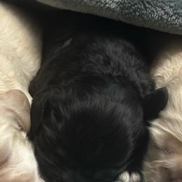Girl 2 - Black and white female Cocker Spaniel puppy in Hayward, California from Villa Coco