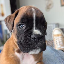 Boy 1 - Boxer puppy from Vista Hill Boxers