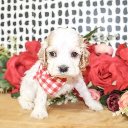 Cooper - Buff and white male Cocker Spaniel puppy in Rattan, Oklahoma from Double M Cocker Spaniels