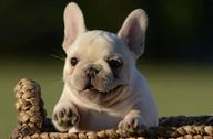 Cream French Bulldog sitting in a basket