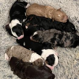 Bernedoodle Puppies from Bernied00dle Love