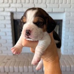 Colt (blue) - Black tan and white male Beagle puppy in Norco, California from Prairie Tail Beagles