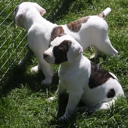 American Bulldog Puppies from Ferocia Kennels