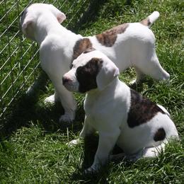 American Bulldog Puppies from Ferocia Kennels