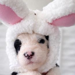 Dublin - Black and white female Sheepadoodle puppy in Rocky Point, North Carolina from CelticDoods
